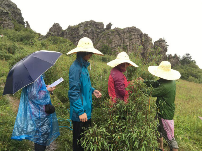 暴雨中的箭竹组实验 暴雨中的箭竹组实验